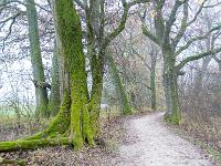 Alte bemooste Baumstämme am Chiemsee Uferweg im leichten Nebel - Übersee Heinrichswinkel